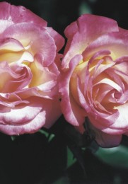 Ein Bild von rosa Rosen.