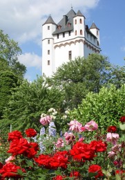 Der Burgturm der Kurfürstlichen Burg Eltville mit einem Rosengarten.