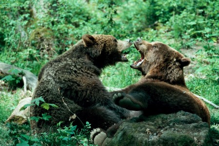 Zwei Bären in der Natur.