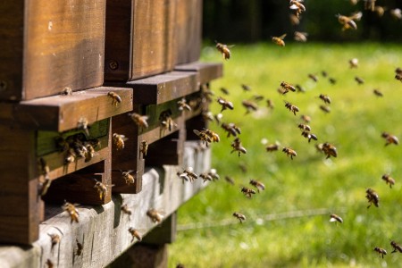 Bienen fliegen in ihren Bienenstock, der auf einer grünen Wiese steht.