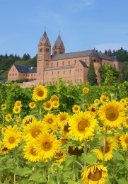 Die Abtei St. Hildegard mit einem Sonnenblumenfeld.