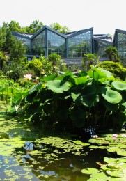 Ein Teich mit vielen Seerosen und anderen Pflanzen.