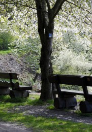 Der Rastplatz Georgs Ruh unter blühenden Bäumen.