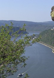Aussicht auf den Rhein von der Hindenburghöhe.